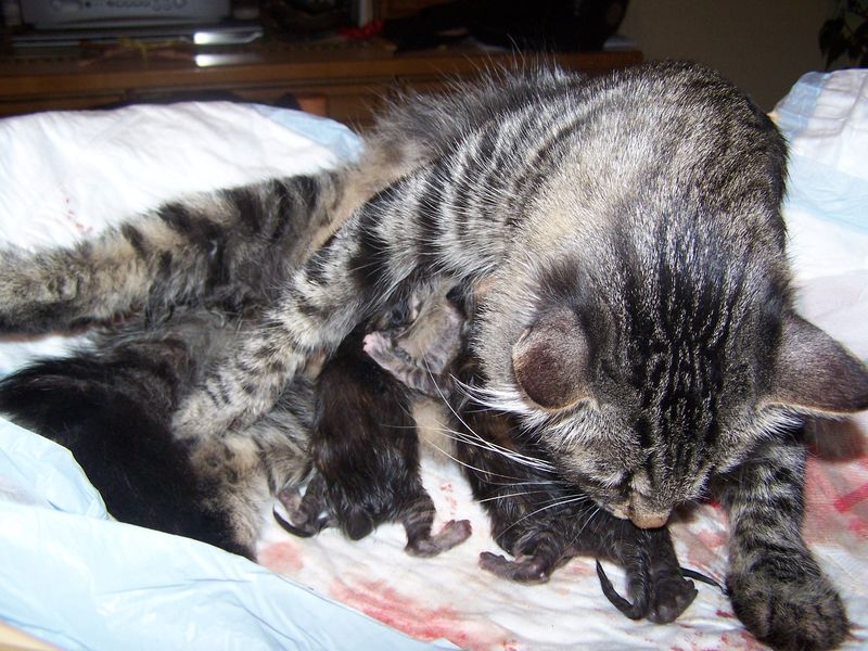 Gatti Norvegesi - cuccioli e genitori