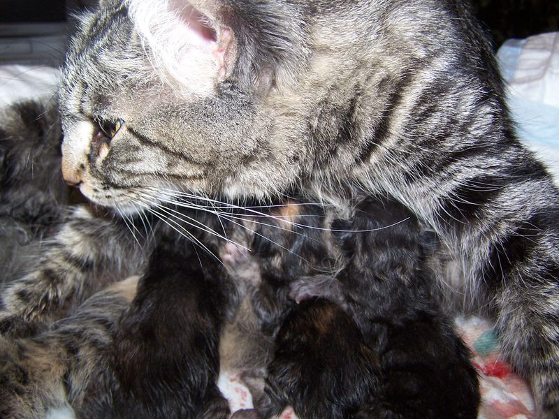 Gatti Norvegesi - cuccioli e genitori