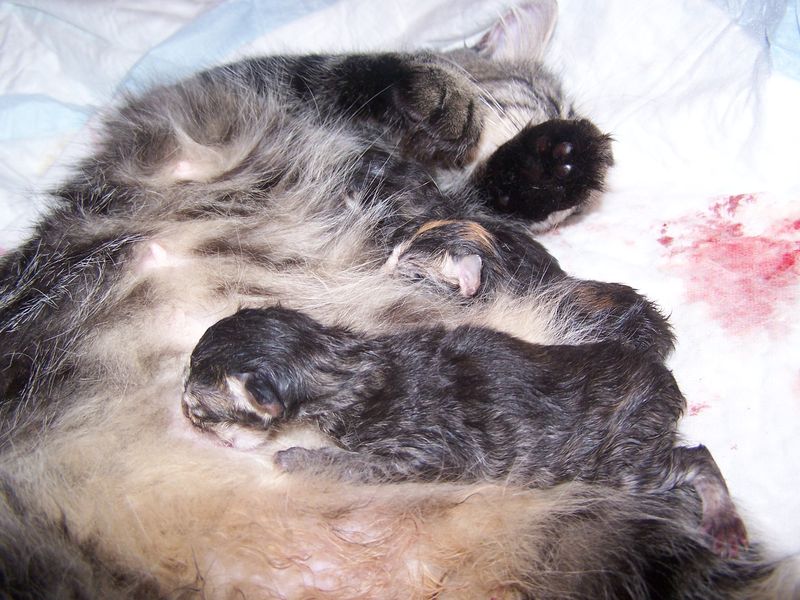 Gatti Norvegesi - cuccioli e genitori