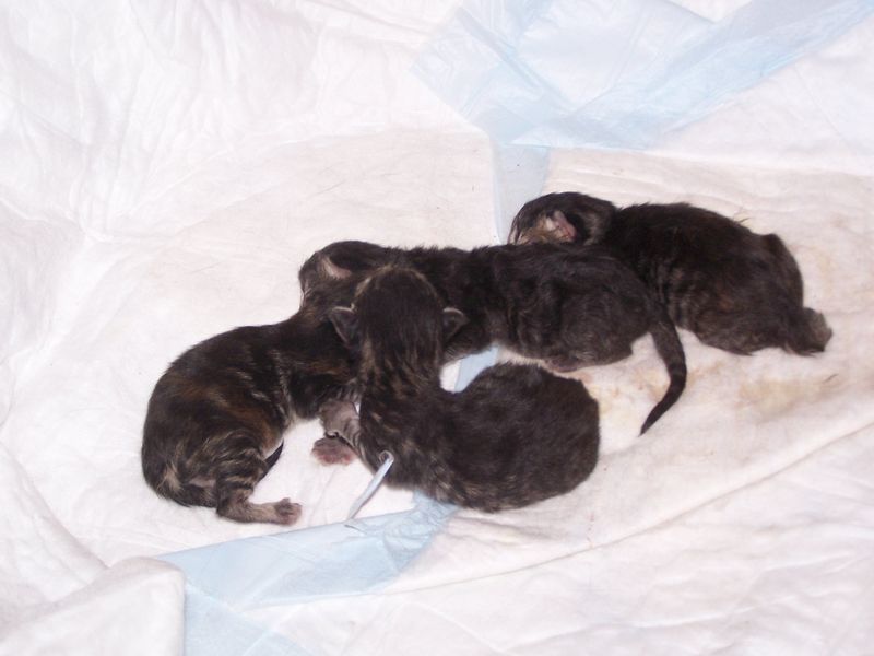 Gatti Norvegesi - cuccioli e genitori