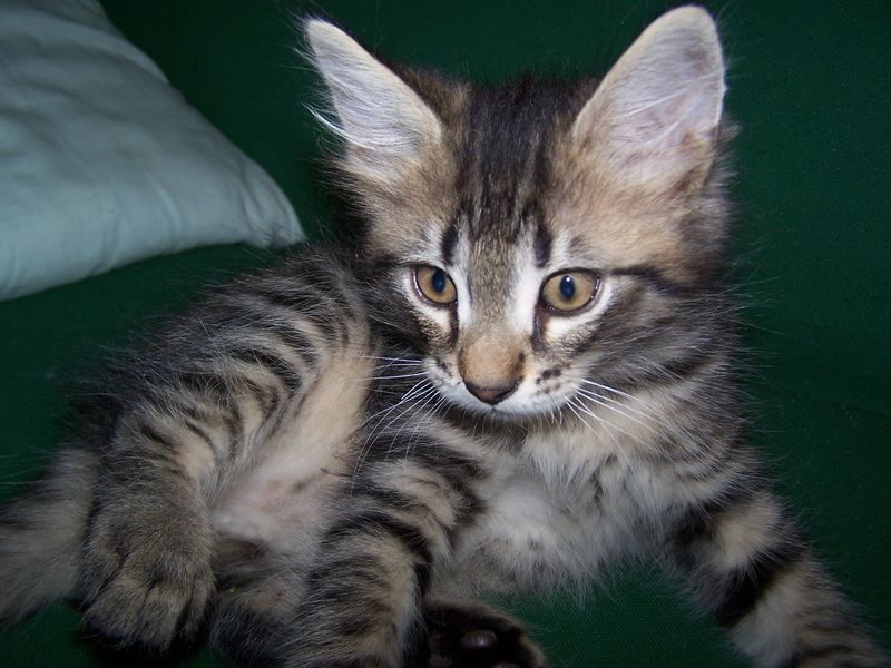 Gatto Norvegese - cuccioli