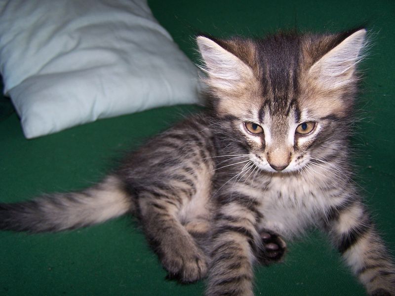 Gatto Norvegese - cuccioli
