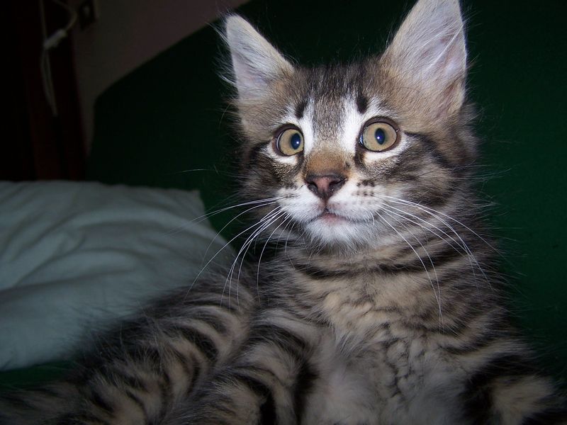 Gatto Norvegese - cuccioli
