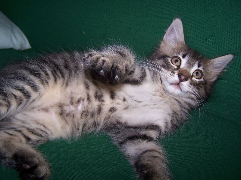 Gatto Norvegese - cuccioli