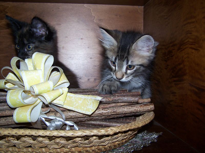Gatto Norvegese - cuccioli