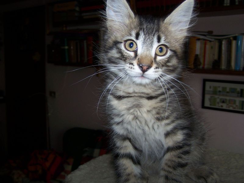 Gatto Norvegese - cuccioli
