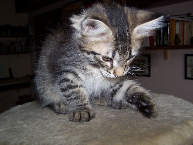 Gatto Norvegese - cuccioli