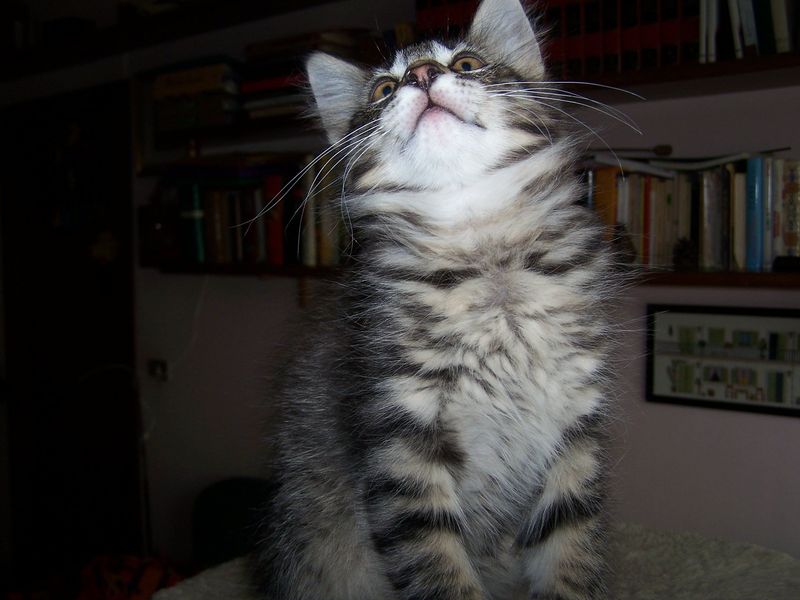 Gatto Norvegese - cuccioli