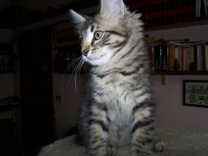 Gatto Norvegese - cuccioli