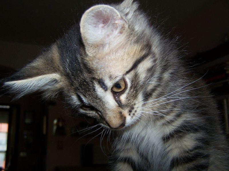 Gatto Norvegese - cuccioli