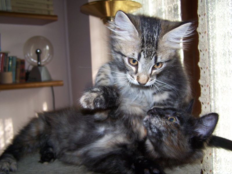 Gatto Norvegese - cuccioli