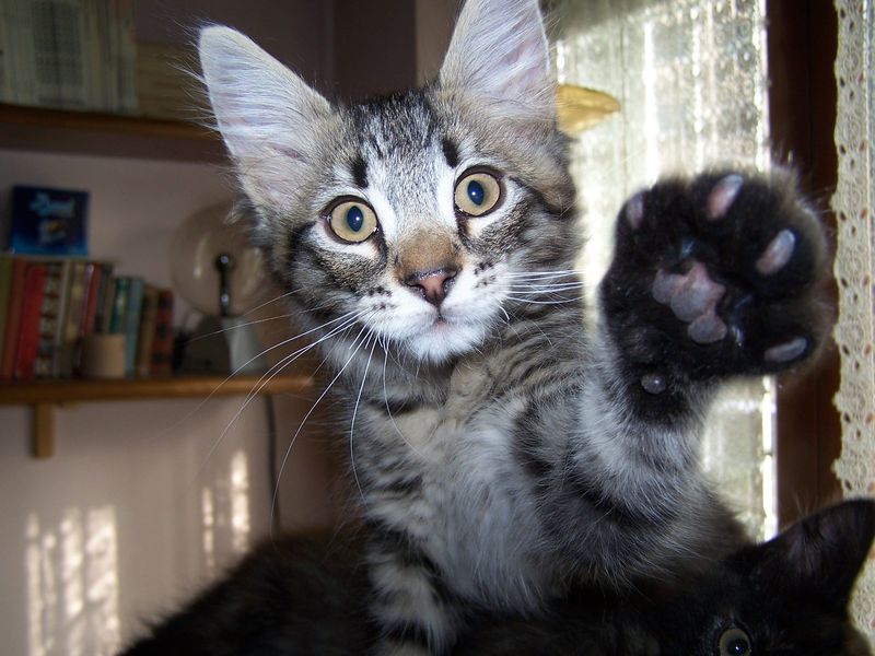 Gatto Norvegese - cuccioli