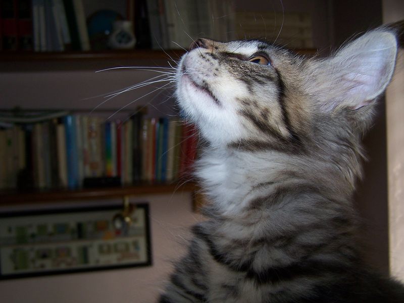 Gatto Norvegese - cuccioli