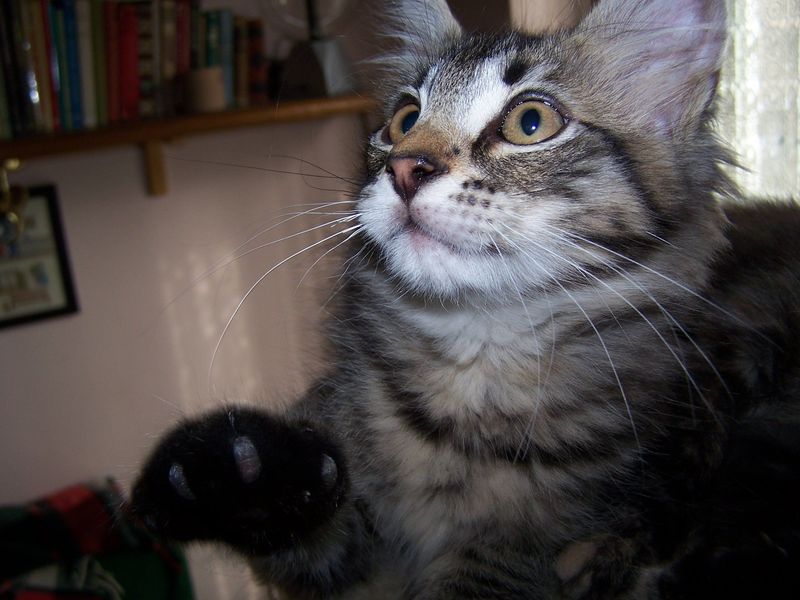 Gatto Norvegese - cuccioli
