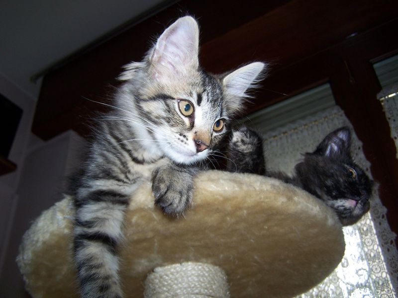 Gatto Norvegese - cuccioli