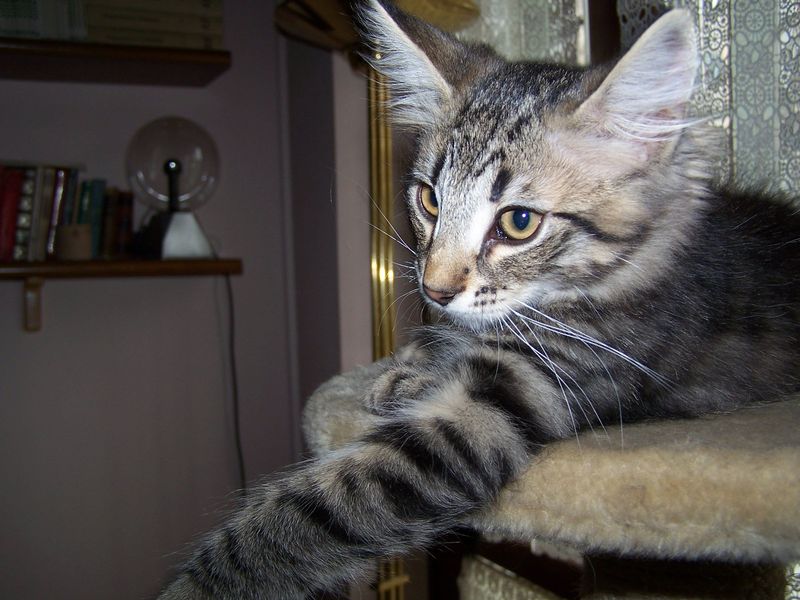 Gatto Norvegese - cuccioli