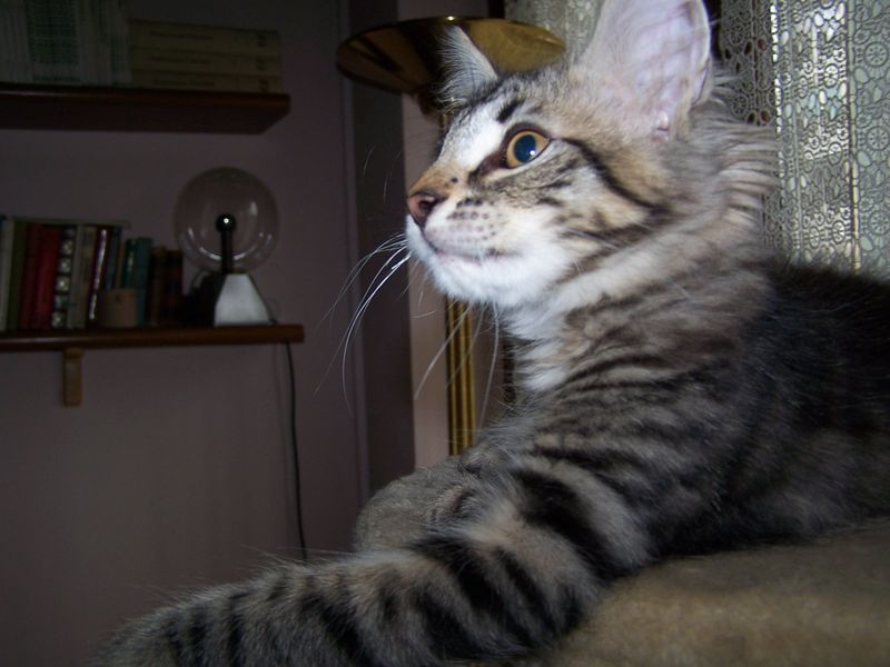 Gatto Norvegese - cuccioli