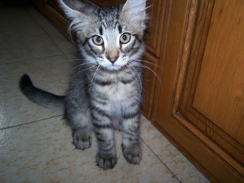 Gatto Norvegese - cuccioli