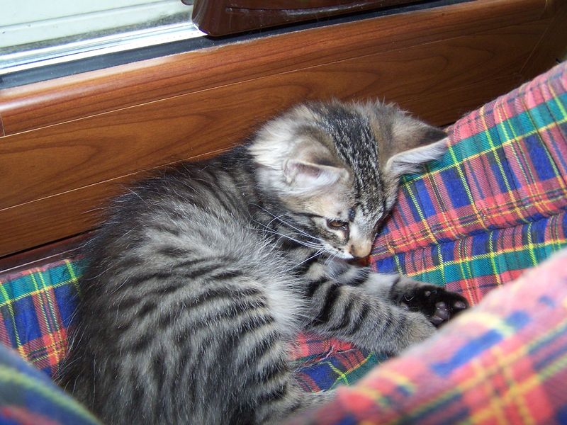 Gatto Norvegese - cuccioli