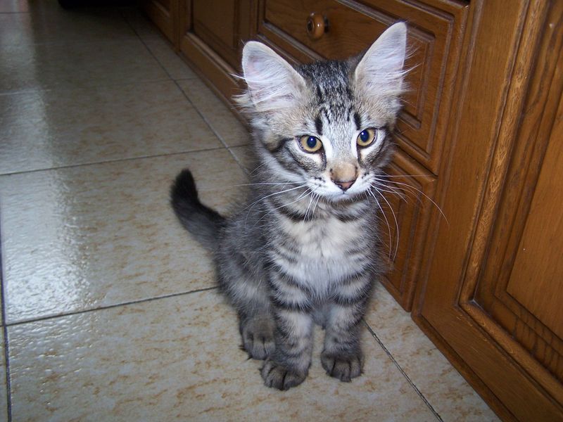 Gatto Norvegese - cuccioli