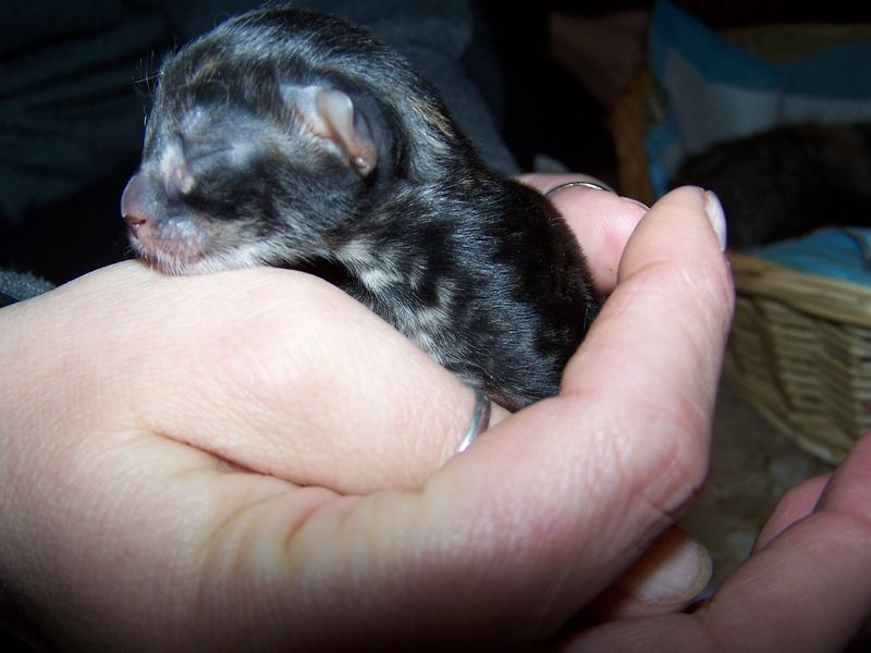 Gatto Norvegese - cuccioli