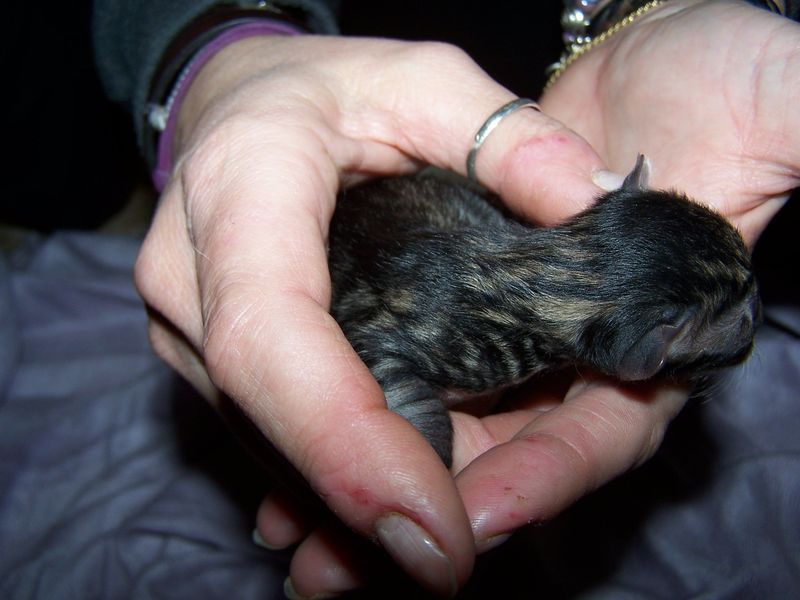 Gatto Norvegese - cuccioli