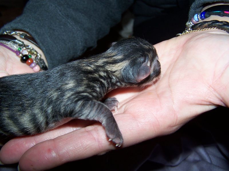 Gatto Norvegese - cuccioli