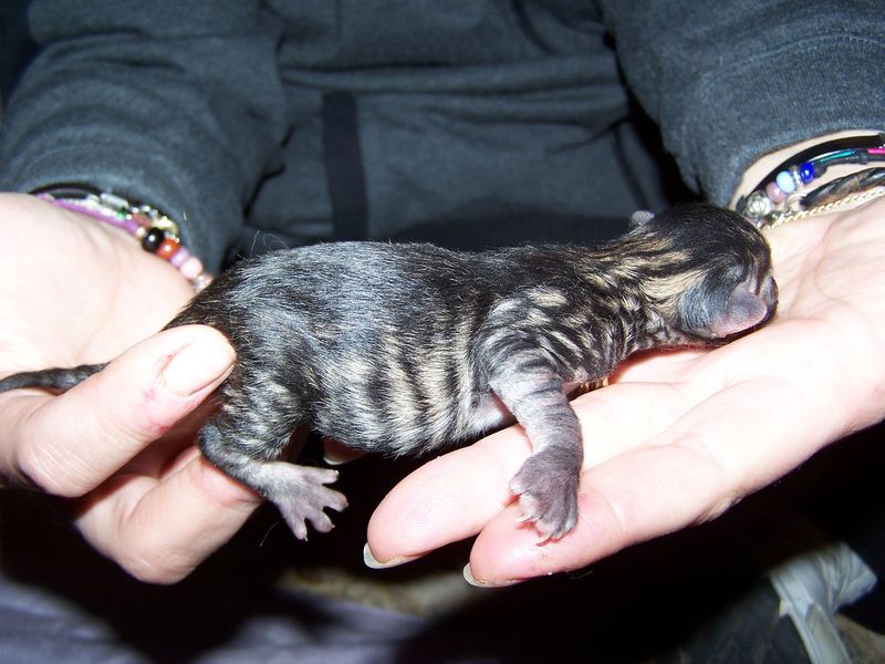 Gatto Norvegese - cuccioli
