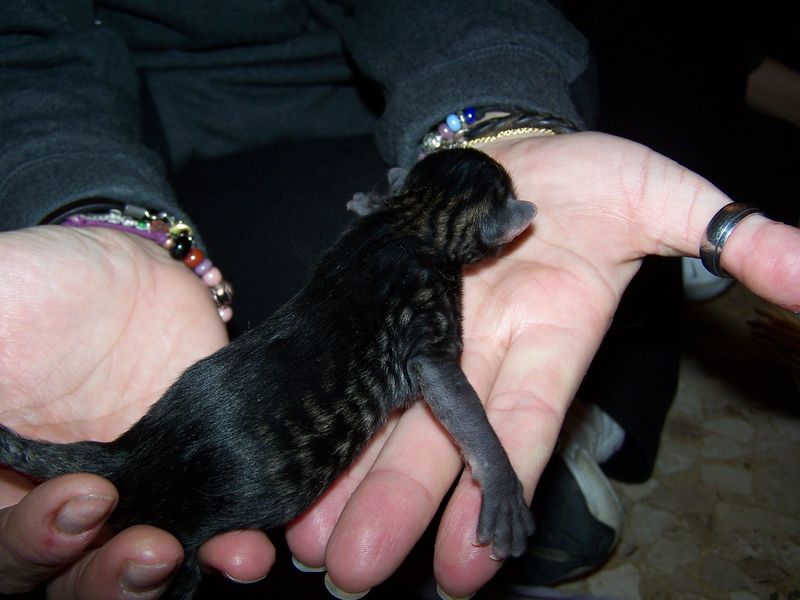 Gatto Norvegese - cuccioli