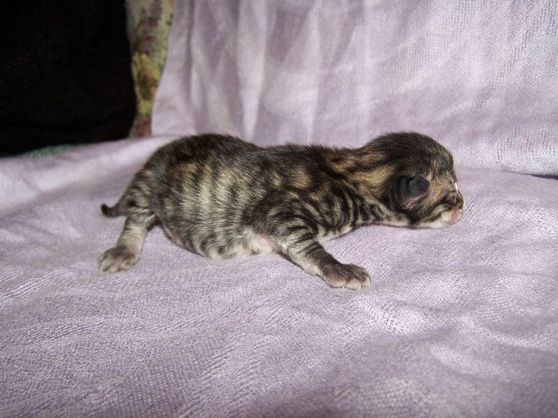 Gatto Norvegese - cuccioli