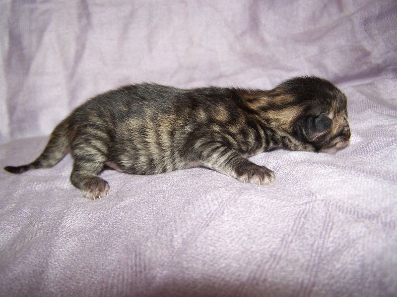Gatto Norvegese - cuccioli