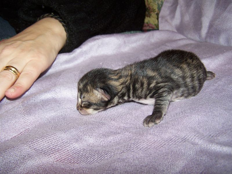 Gatto Norvegese - cuccioli
