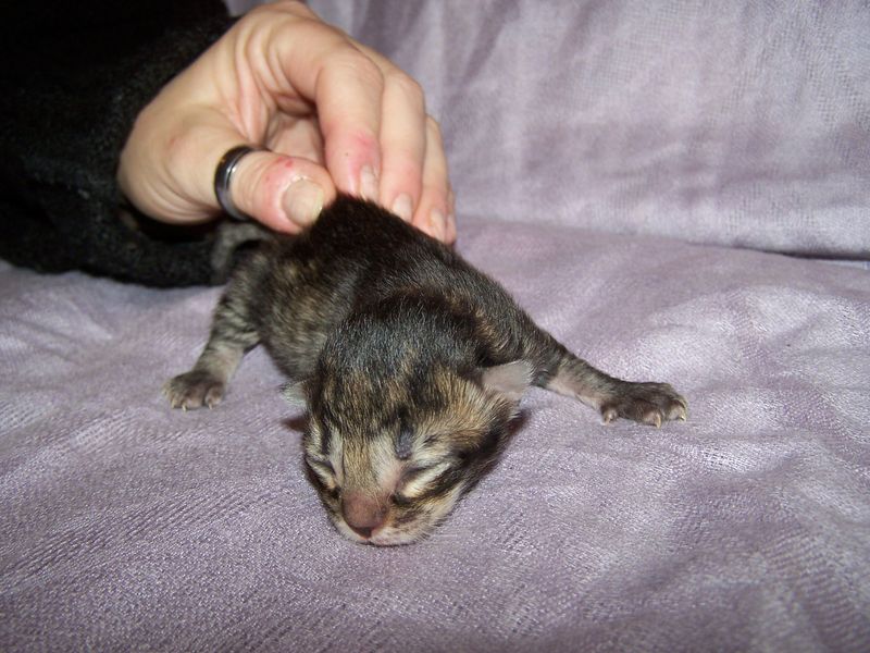 Gatto Norvegese - cuccioli