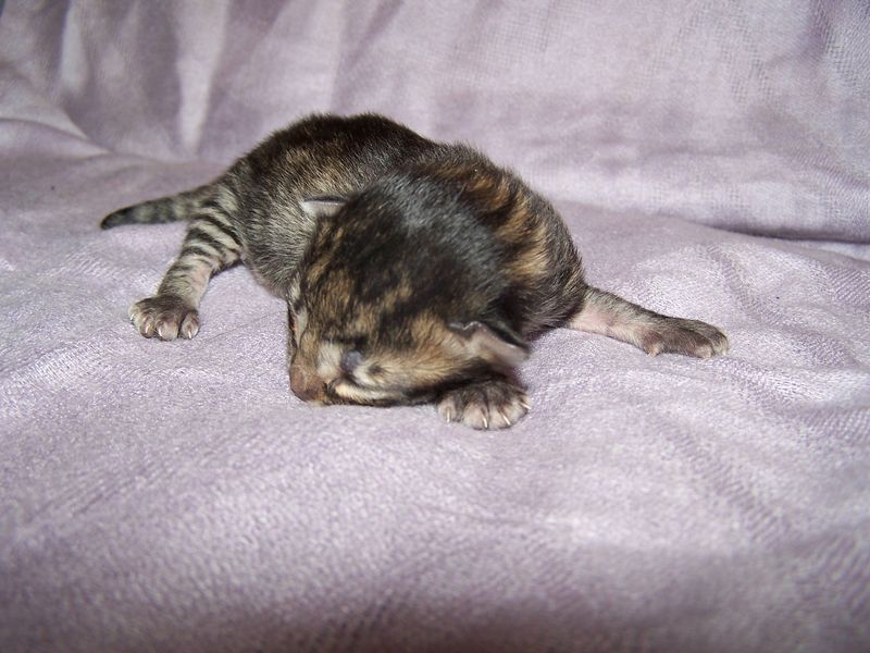 Gatto Norvegese - cuccioli
