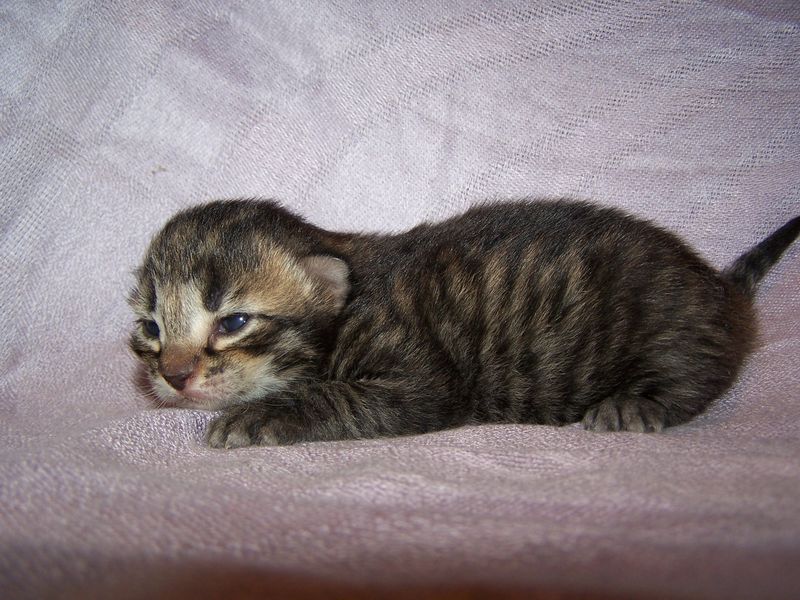 Gatto Norvegese - cuccioli