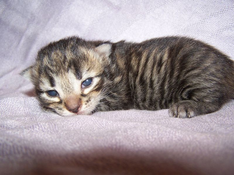 Gatto Norvegese - cuccioli