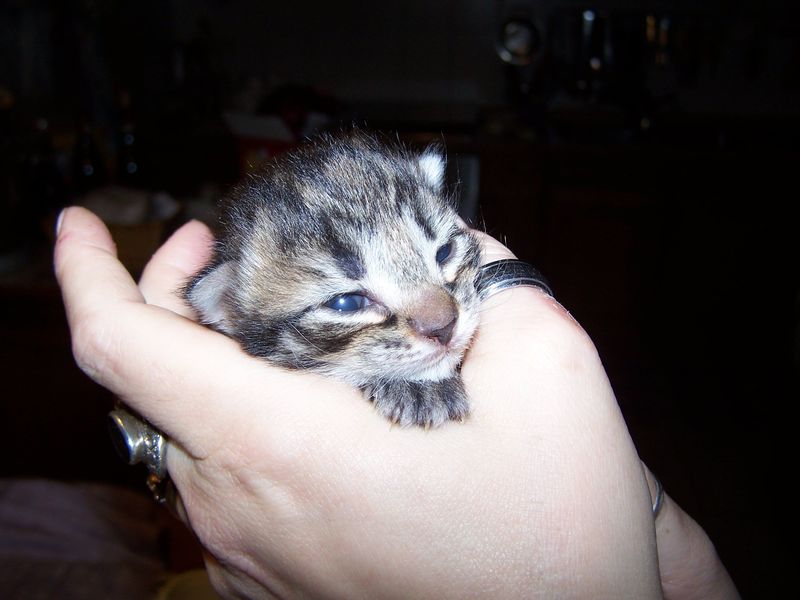 Gatto Norvegese - cuccioli