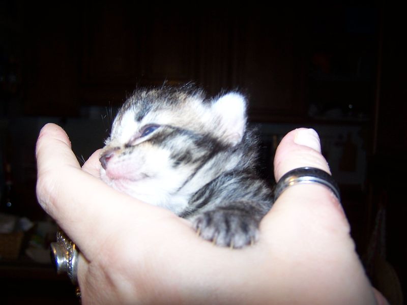 Gatto Norvegese - cuccioli