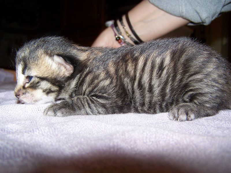 Gatto Norvegese - cuccioli