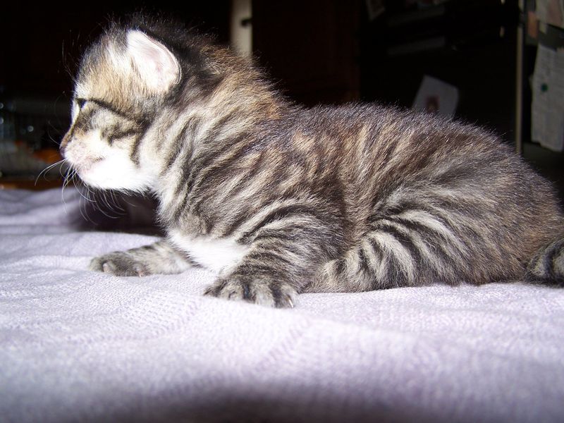 Gatto Norvegese - cuccioli