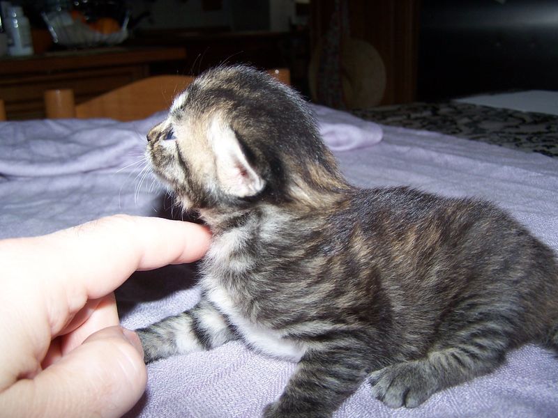 Gatto Norvegese - cuccioli