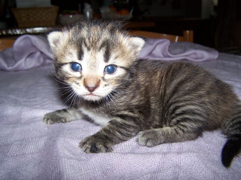 Gatto Norvegese - cuccioli
