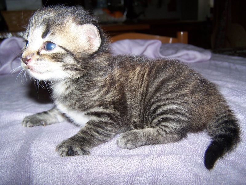 Gatto Norvegese - cuccioli