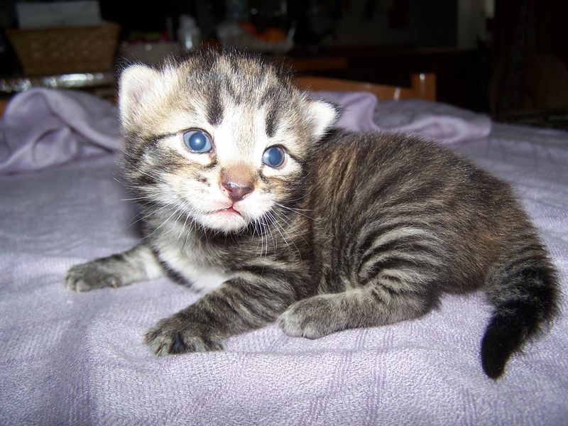 Gatto Norvegese - cuccioli