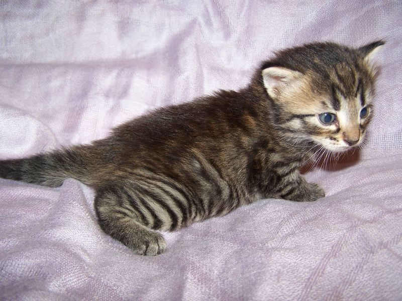 Gatto Norvegese - cuccioli