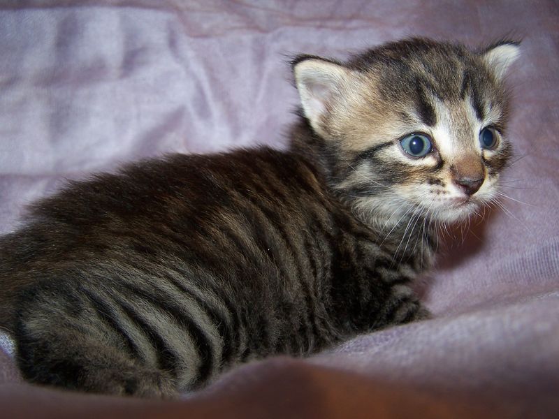 Gatto Norvegese - cuccioli