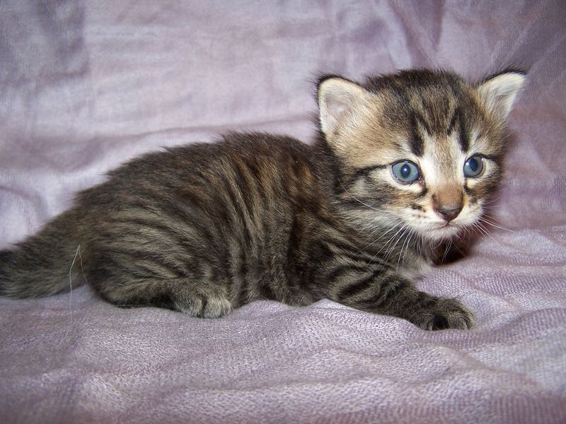 Gatto Norvegese - cuccioli