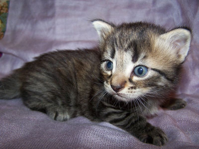 Gatto Norvegese - cuccioli