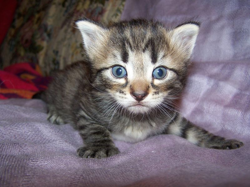 Gatto Norvegese - cuccioli