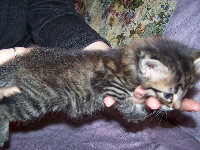 Gatto Norvegese - cuccioli
